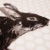 Black rabbit White background - Image 3