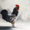 Cockerel - Image 2