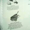 Plenty More Fish - River Catch - Image 5