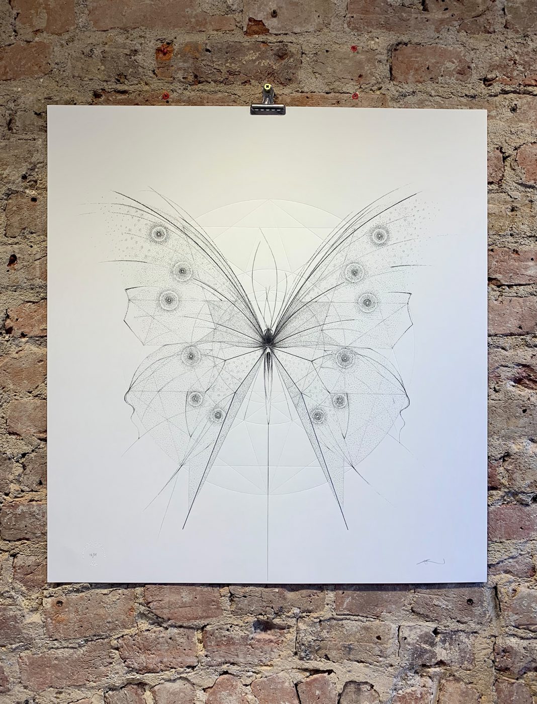 Morpho Butterfly – Clear Geometry by Jessica Albarn - Nelly Duff