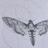 Death's Head Moth Prism [Hand Embellished] - Image 2