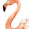 Flamingo I - 2019 [Standard] - Image 2