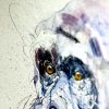 Silverback VII - Diamond Dust - Image 7