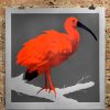 Scarlet Ibis 2.0 - Image 2