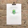 Golden Green Beetle - Iridescent Insect