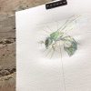 Cuckoo Wasp - Iridescent Insect - Image 4