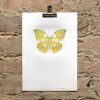 Yellow Rose Butterfly - Iridescent Insect