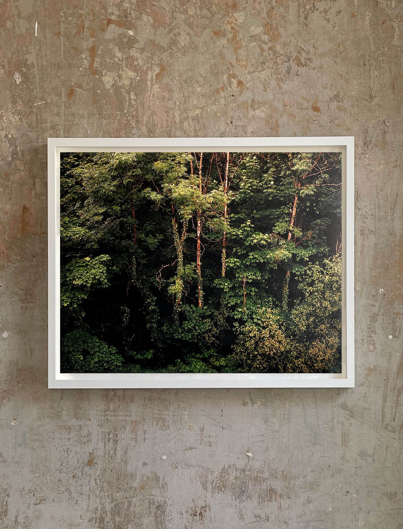 Edge of Summer Forest VI - Half Size - Image 2