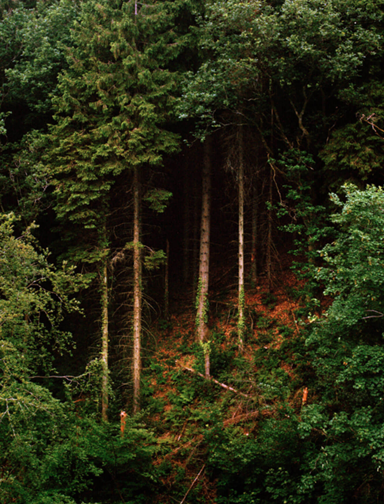 Edge of the Forest L - Image 2