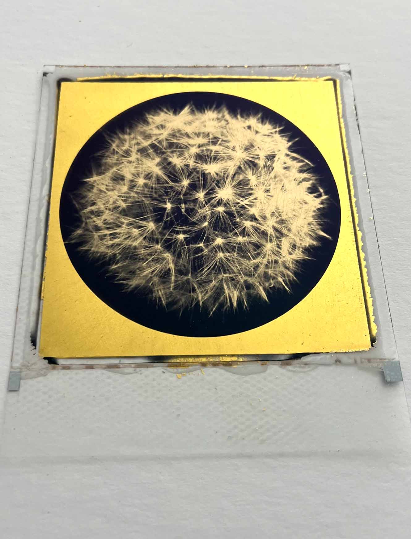Growth 24ct Gold - Polaroid