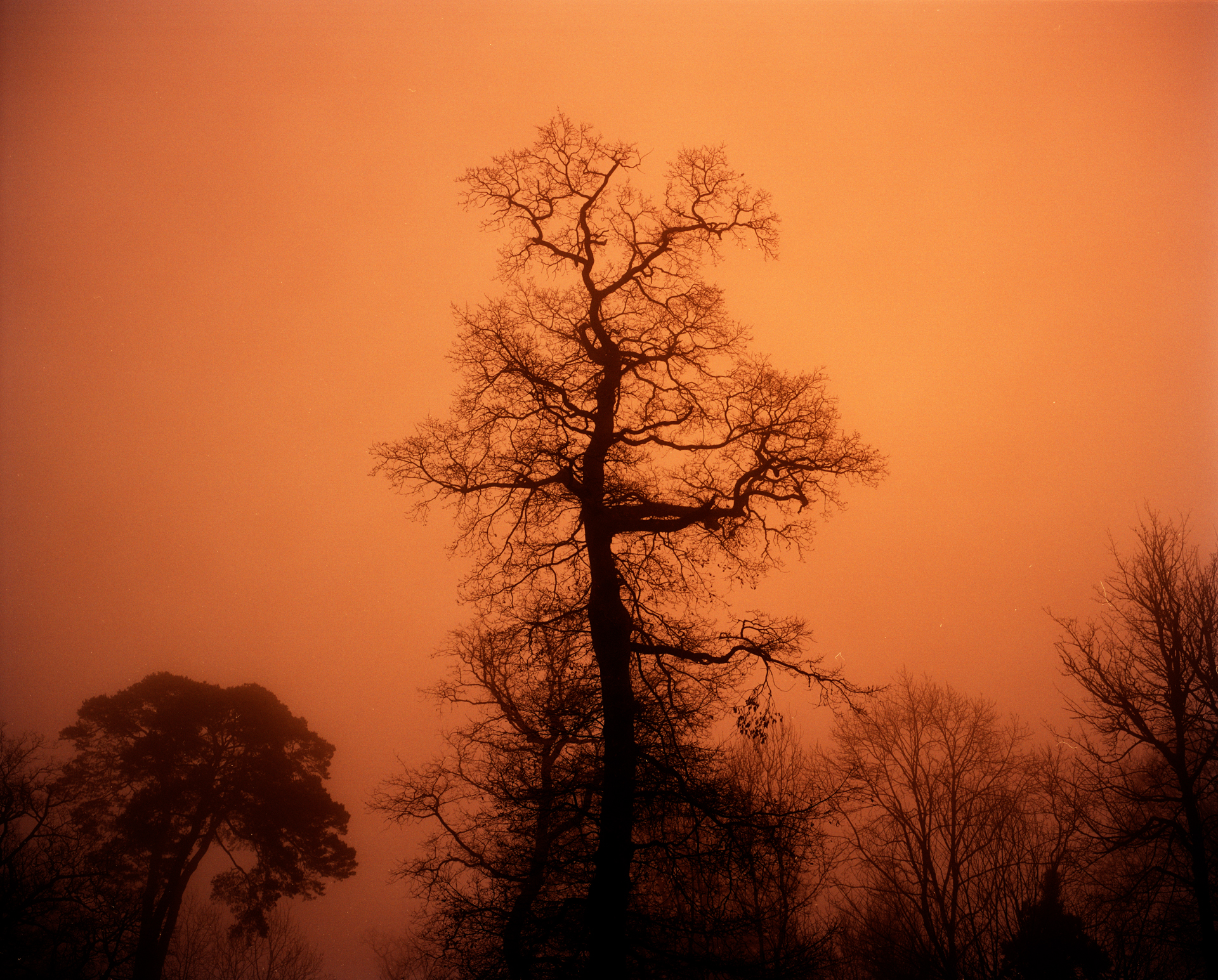 Half A Full Moon V XL - Image 2